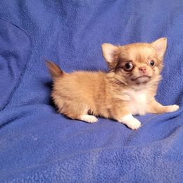 Chipmunk - Chocolate sabled fawn female Chihuahua puppy in Warsaw, Virginia from B&D Chihuahuas