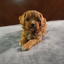 Assorted Doodle Crosses, Cavapoo, Cockapoo, and Poodle Puppies from Doodles by Tatum