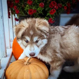 Siberian Husky Puppies from Wyant Farms