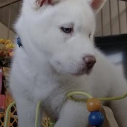 Pomskies and Siberian Huskies from HD Husky & Pomsky