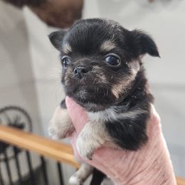 Navy - Black and tan male Chihuahua puppy in Tremonten, Utah from Qu-Te's Chihuahuas