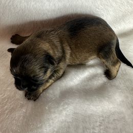 Boy 2 - Brindle male Shih Tzu puppy in Milford, Delaware from Spunky Shih-Tzus Delaware (Spunky Shih-Tzus)