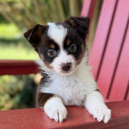 Dolly - Red tri female Miniature Australian Shepherd puppy in Buchanan, Georgia from Stanleyville Farm Mini Aussies