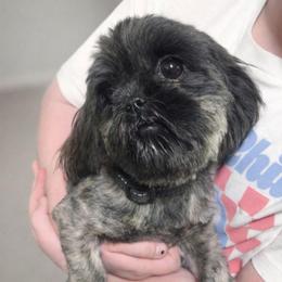Rayna - Brindle female Shih Tzu puppy in Waynesboro, Pennsylvania from Big Win Shih Tzus