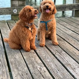 Goldendoodle All Grown Up from Stay Golden