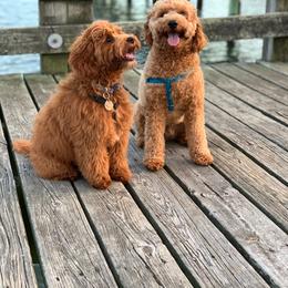 Goldendoodle All Grown Up from Stay Golden