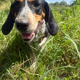 Bailey - Bluetick Coonhound