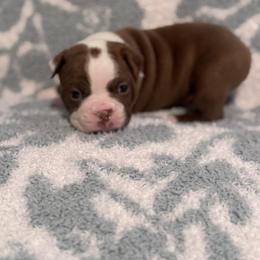 Charlie - Red male Boston Terrier puppy in Spokane Valley, Washington from Saltese Acres Boston Terriers