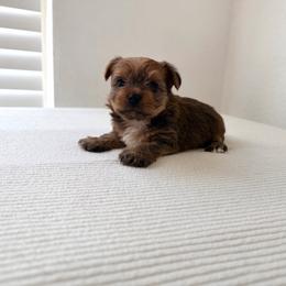 Milo - Tan male Yorkshire Terrier puppy in Carencro, Louisiana from Ledet’s Yorkies
