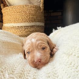Xyla - Apricot female Goldendoodle puppy in Waterford, California from Alvdoodles