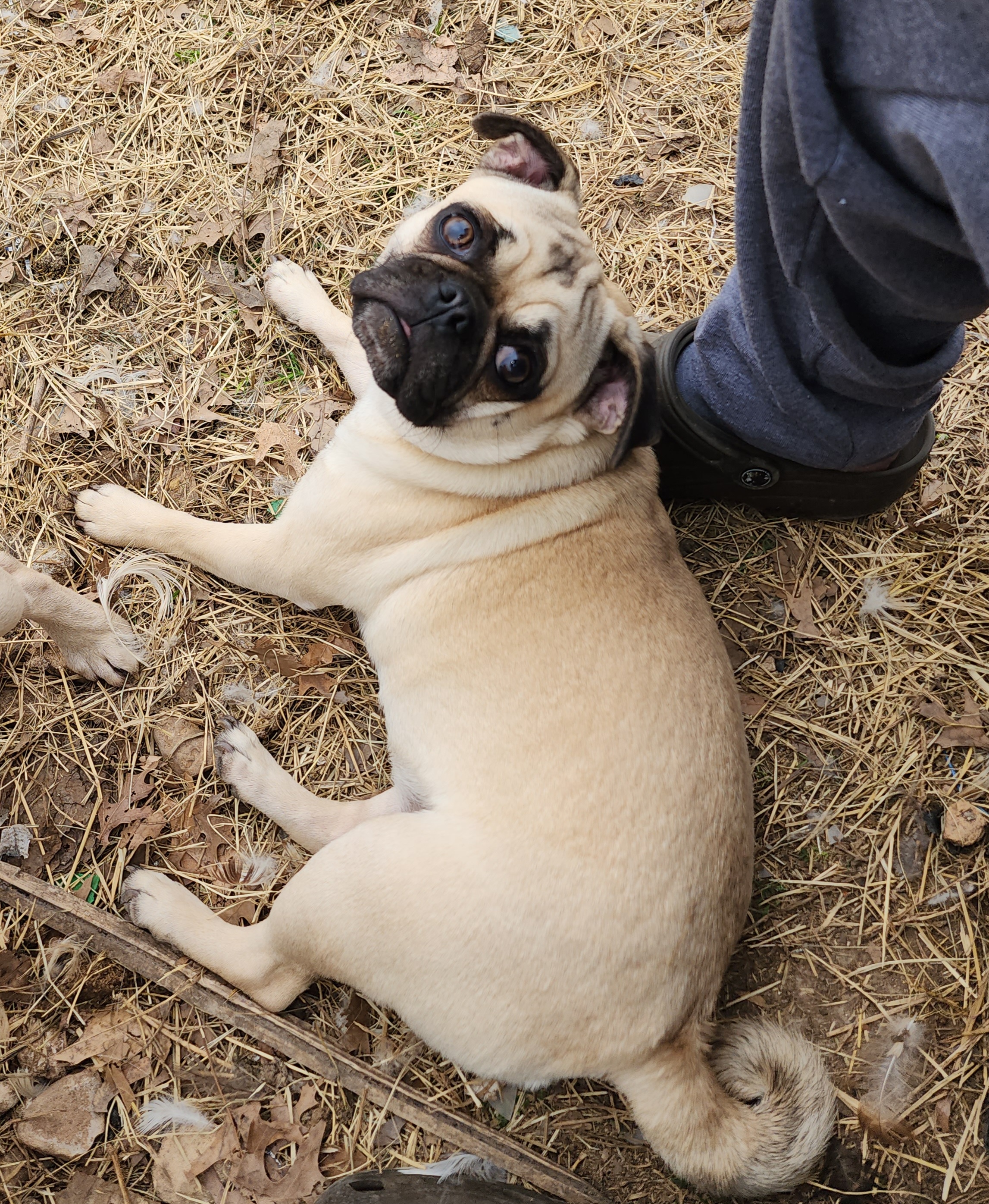 Guinevere Grumbledore - Pug