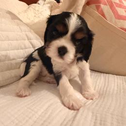 Baby Kevin - Tri-color male Cavalier King Charles Spaniel puppy in North Carolina from Waggin Tails