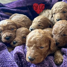 Aussiedoodle, Bernedoodle, Cockapoo, and Goldendoodle Puppies from Puppy Love Doodles