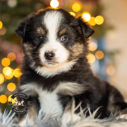 Alice - Black tri female Miniature American Shepherd puppy in Tonopah, Arizona from King's Miniature American Shepherds