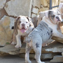 Bulldog Puppies from K10 Farms