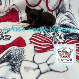 Klansey - Liver female Yorkshire Terrier puppy in Dierks, Arkansas from Yorkie’s Klassie Kreations