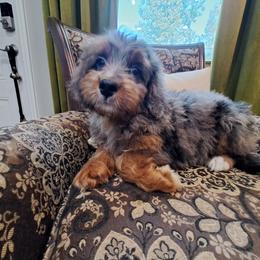 Amelia Ready Now - Blue merle female Bernedoodle puppy in Lafayette, Alabama from Williams Lake Kennels