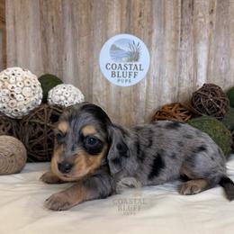 Denver - Dapple male Dachshund puppy in Woodbine, Georgia from Coastal Bluff Pups