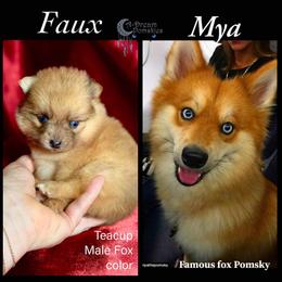 Faux - Wolf sable male Pomsky puppy in Perkins, Oklahoma from A-Dream Pomsky Kennel