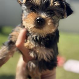 Annie - Black and gold female Yorkshire Terrier puppy in Tarpon Springs, Florida from Royal Breeze Puppies