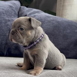 Purple - Tricolors female French Bulldog puppy in Bolingbrook, Illinois from Yara the Frenchie