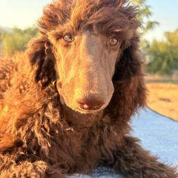 Scooby - Cafe au lait male Poodle puppy in Meadowbrook, California from Standard Poodle Pups