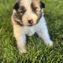 Icelandic Sheepdog Puppies from Tobiasson icie