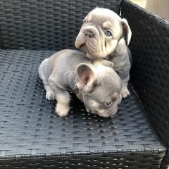 French Bulldog Puppies from NeighborHood Frenchies