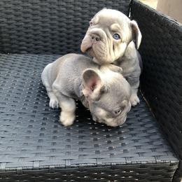 French Bulldog Puppies from NeighborHood Frenchies