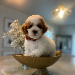 Tod - Parti male Poodle puppy in Sacramento County, California from Sac-Town Poodles and Doodles