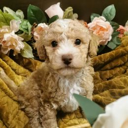 Maltipoo Puppies from Cupcake Cuties