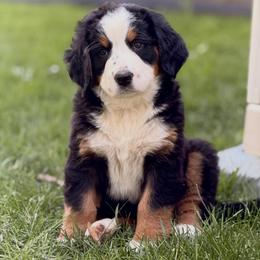 Aspen - Black rust and white female Bernese Mountain Dog puppy in New Haven, Indiana from Milan Berners