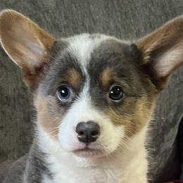 American Corgis, Cardigan Welsh Corgis, and Pembroke Welsh Corgis from Foxy Knoll Farm