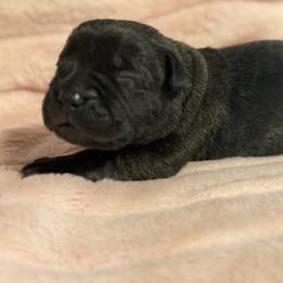 Yellow - Black female Cane Corso puppy in Paris, Texas from Knucklehead Cane Corso