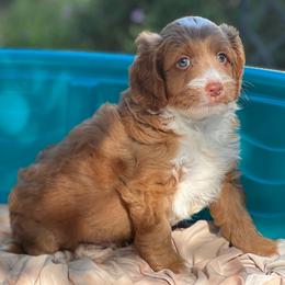 Big Boy - Dark golden male Double Doodle puppy in Los Angeles, California from Deane’s Double Doodles