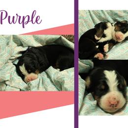 Girl 2 - Black rust and white female Bernese Mountain Dog puppy in Elkton, Maryland from Bernese Beauties