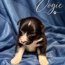 Oogie - Black & white male Australian Shepherd puppy in Vacaville, California from Cowtown Aussies