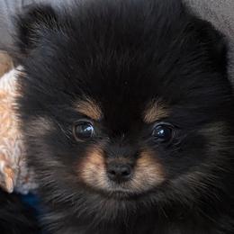 Princess Buttercup - Black and tan female Pomeranian puppy in Lake Forest Park, Washington from Tea Pup Pomeranians