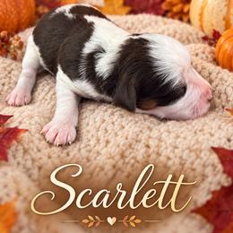 Scarlett - Parti female Miniature Schnauzer puppy in Sylvania, Georgia from Southern Sky Miniature Schnauzers