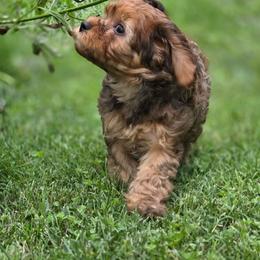 German Chocolate Cake - Brown male Cavapoo puppy in Lewisburg, Pennsylvania from Jessie's Puppies