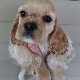 Cocker Spaniel Puppies from Country Cockers of Indiana