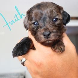 Faith - Parti female Goldendoodle puppy in Enfield, Connecticut from Sweet Connecticut Doodles