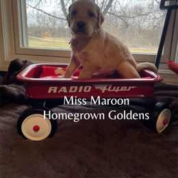 Golden Retriever Puppies from Homegrown Goldens
