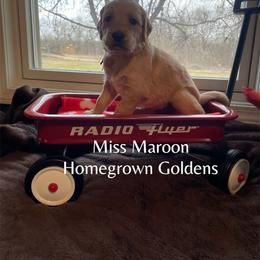 Golden Retriever Puppies from Homegrown Goldens