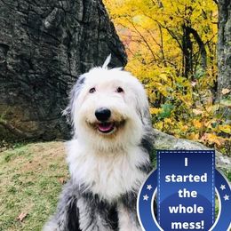 Old English Sheepdogs and Poodles from Canine Castle of Cleveland