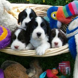 English Springer Spaniel Puppies from Gentry Springers