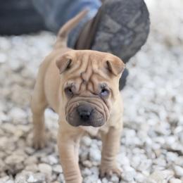 Lo'ak - Fawn male Chinese Shar-Pei puppy in Lehigh Acres, Florida from Florida Wrinkles