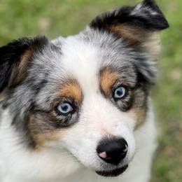 Mae - Miniature Australian Shepherd