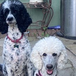 Poodles from Kellys Cali Poodle