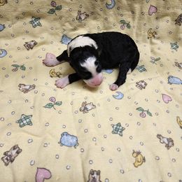 Bernedoodle and Goldendoodle Puppies from Doni Doodles